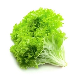 Marul Kıvırcık  Adet