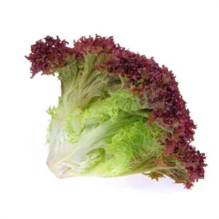 Marul Kırmızı Lolorosso (Bağ)