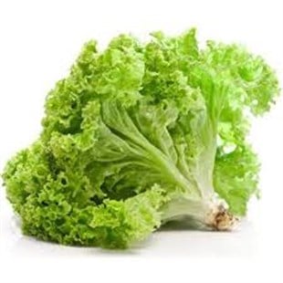 Marul Kıvırcık (Bağ)