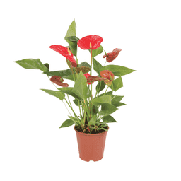 Canlı Çiçek Antoryum 12-14 Cm