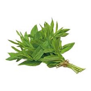 Taze Yeşil Nane (Bağ)