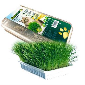 Euro Gold Cat Grass Kedi Çimi