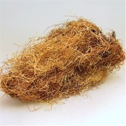 Mısır Püskülü Kg