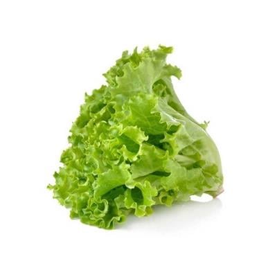 MARUL KIVIRCIK  (Adet)