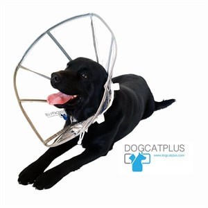 DogCatPlus Elizabeth Şeffaf Yakalık  LARGE