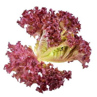 MARUL KIRMIZI  (Adet)